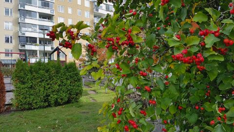 bilder Brf Sjötungan