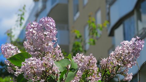 bilder Brf Sjötungan
